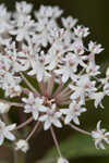 Swamp milkweed